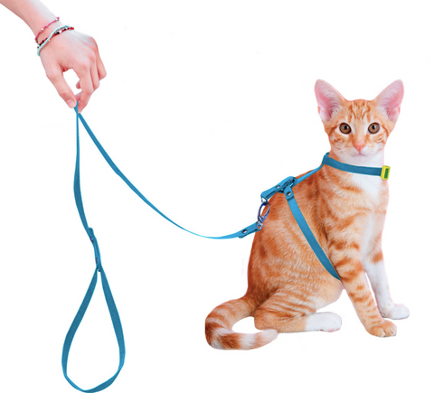 Correa Collar Gato Paseo