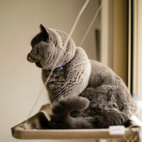 Cama Colgante Hamaca Gato