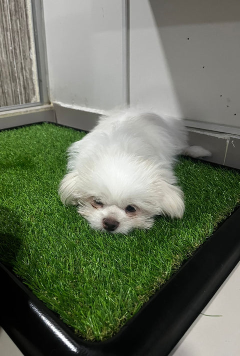 Tapete Sanitario Perro