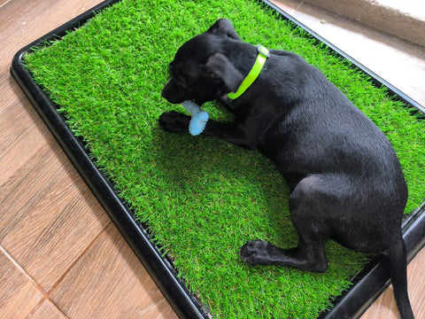 Tapete Sanitario Perro