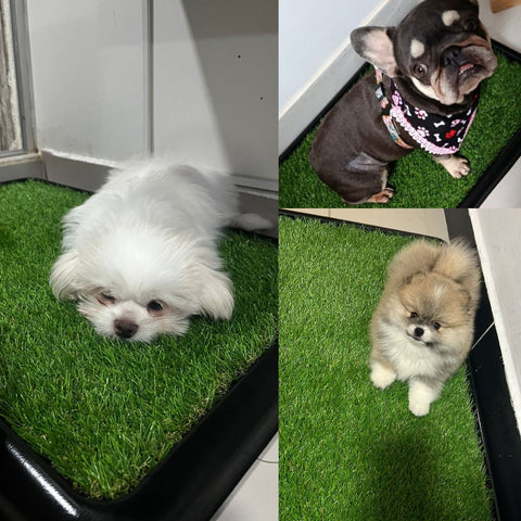 Tapete Sanitario Perro